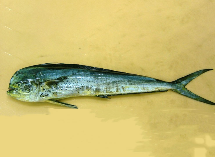 MAHI MAHI